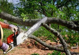 Best Tree Mulching  in Tehaleh, WA