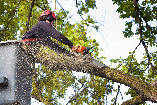 How Our Tree Care Process Works  in  Tehaleh, WA